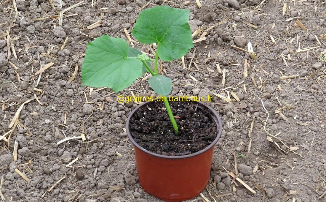 Concombre marketmore plant