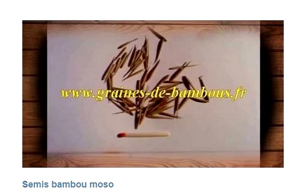 Semis plants de bambou moso