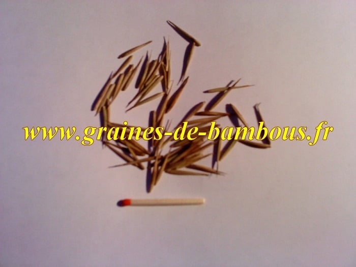 Vraie graines de bambous moso phyllostachys pubescens ou heterocla edulis