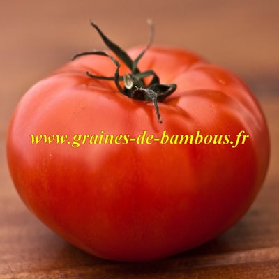 Ace 55 vf tomate graines
