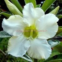 Adenium fleur blanche