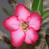 Adenium fleur simple