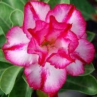 Adenium obesum fleur double