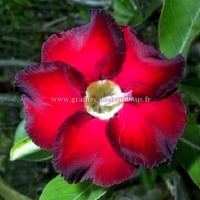 Adenium rose du desert