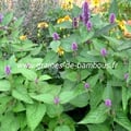 Agastache bleue