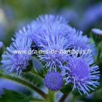 Ageratum bleu