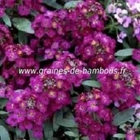 Alysse lobularia maritima
