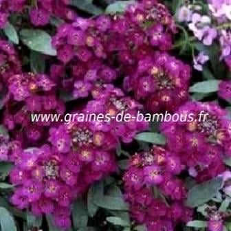 Alysse lobularia maritima