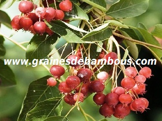 amelanchier-canadensis-fruit-www-grainesdebambous-com-1.jpg