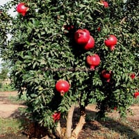 Arbre a grenade