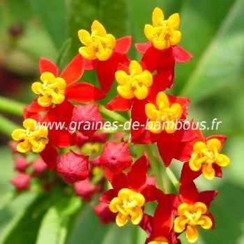 Asclepiade de curacao asclepias curassavica