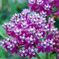 Asclepias incarnata floraison fleurs