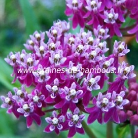 Asclepias incarnata floraison fleurs