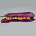 Aubergine ping tung graines solanum melongena
