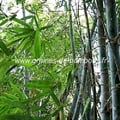 Bambou bambusa blumeana