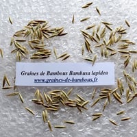 Bambou bambusa lapidea
