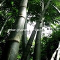 Bambou dendrocalamus latiflorus 20 graines