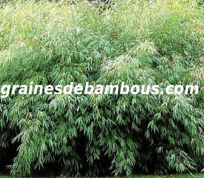 bambou-fargesia-fungosa-1.jpg