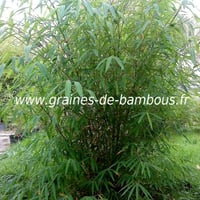 Bambou fargesia gaolinensis 3 ans