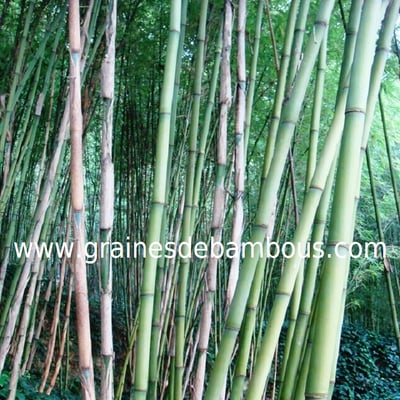 bambou-fargesia-papyrifera-3.jpg