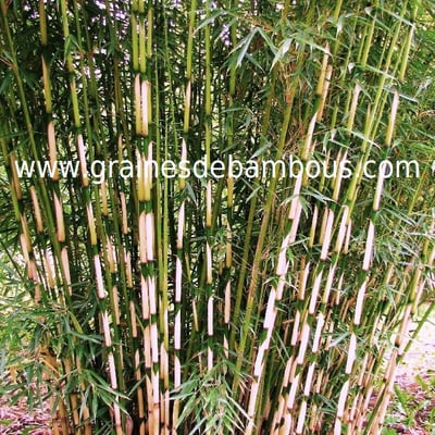bambou-fargesia-yunnanensis-4.jpg