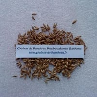 Bambou dendrocalamus barbatus 20 graines