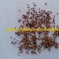 Bambou dendrocalamus