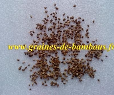 Bambou dendrocalamus