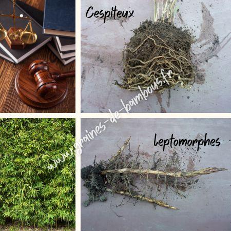 Bambous tracants barriere anti rhizomes