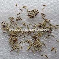Bambusa blumeana