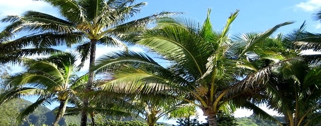 Graines de Palmiers