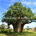 Baobab adansonia digitata graines