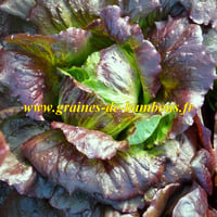 Batavia a bord rouge