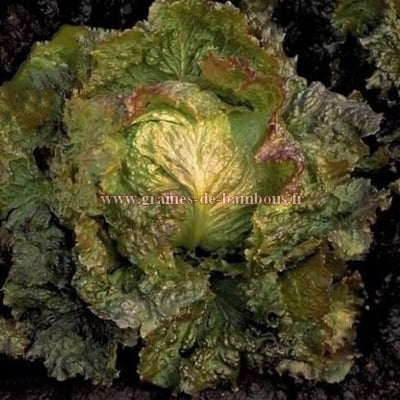 Batavia rouge grenobloise
