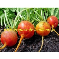Betterave burpee s golden potageres graines