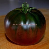 Black russian graines de tomate