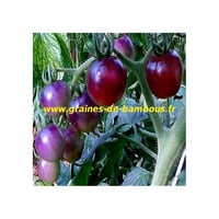 Bleu p20 tomate osu graines