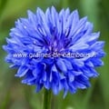 Bleuet double bleu referencement