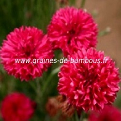 Bleuet double rouge centauree