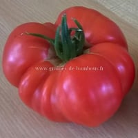 Brandywine pink graines de tomate