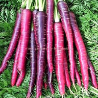 Carotte cosmic purple