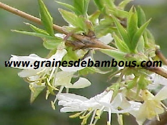 chevrefeuille-odorant-www-grainesdebambous-com-1.jpg