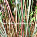chimonocalamus-delicatus-site-www-grainesdebambous-com-1.jpg
