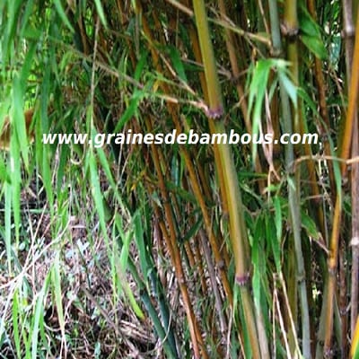 chimonocalamus-makuanensis-site.jpg