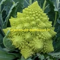 Chou fleur romanesco vert semences