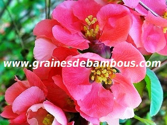 cognassier-du-japon-www-grainesdebambous-com-1.jpg
