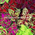 Coleus arc en ciel