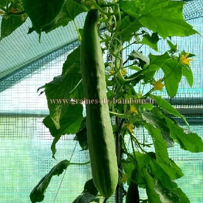 Concombre long de chine cucumis sativus