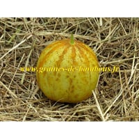 Concombre rond jaune graines