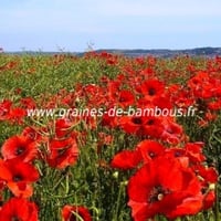 Coquelicot rouge